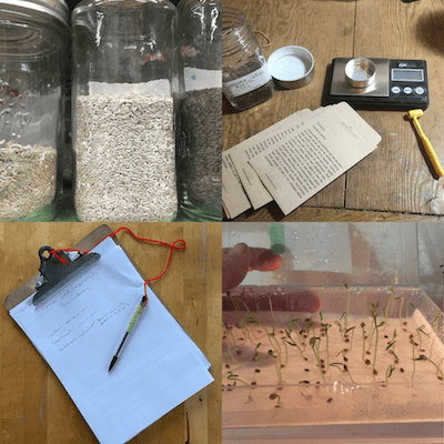 A collage of photos depicting seeds in a jar, a clipboard of notes, seed packs laid out in front of a weigh sale, and a tray of seeds laid out for a germination test