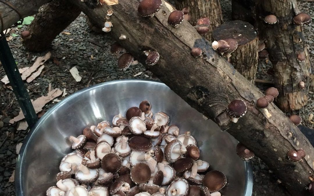 Learn to Farm Mushrooms Series