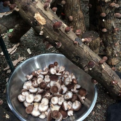 Shiitake mushrooms growing on a log and harvested mushrooms in a silver bowl. Photo Credit: Steve Gabriel