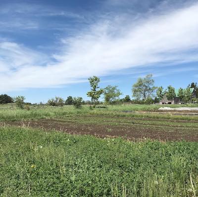 A small field of mixed vegetables and cover crops grows below a blue sky on a sunny day