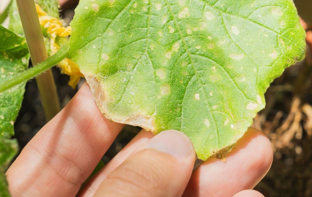 Vegetable Crop Disease Management