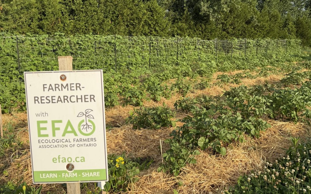 Call for Curiosity 2027: Cultivating farmer knowledge with farmer-led research