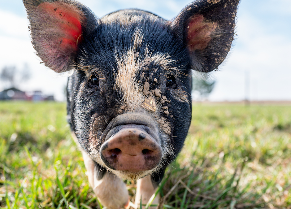 Exploring a New Enterprise Webinar Series with Ignatius Farm: Pasture-raised Pork