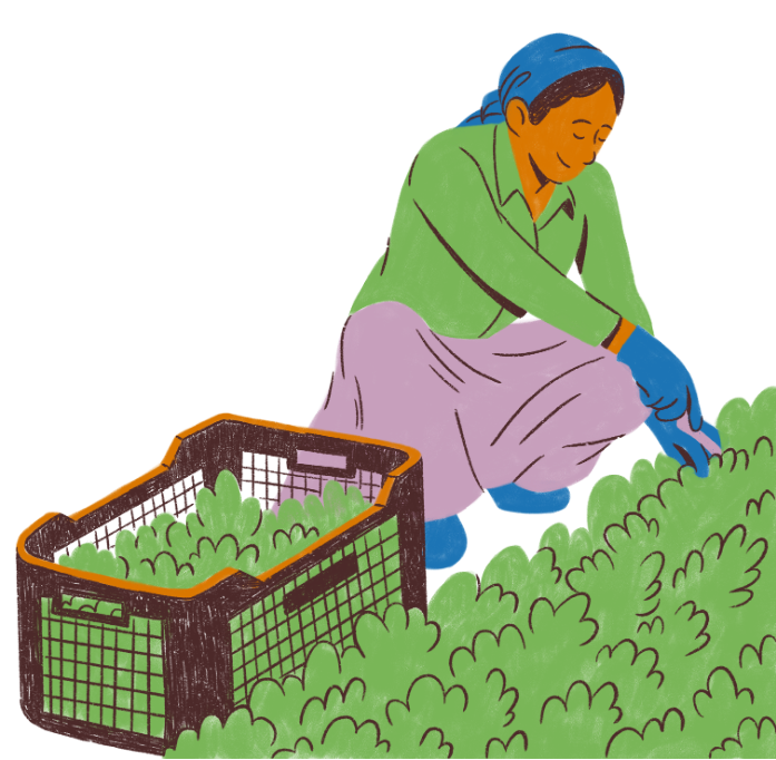 illustration of a woman harvesting plants