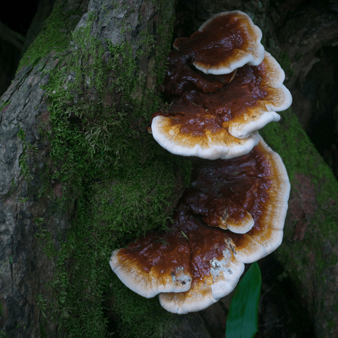 Reishi mushrooms growing on a moss-covered log