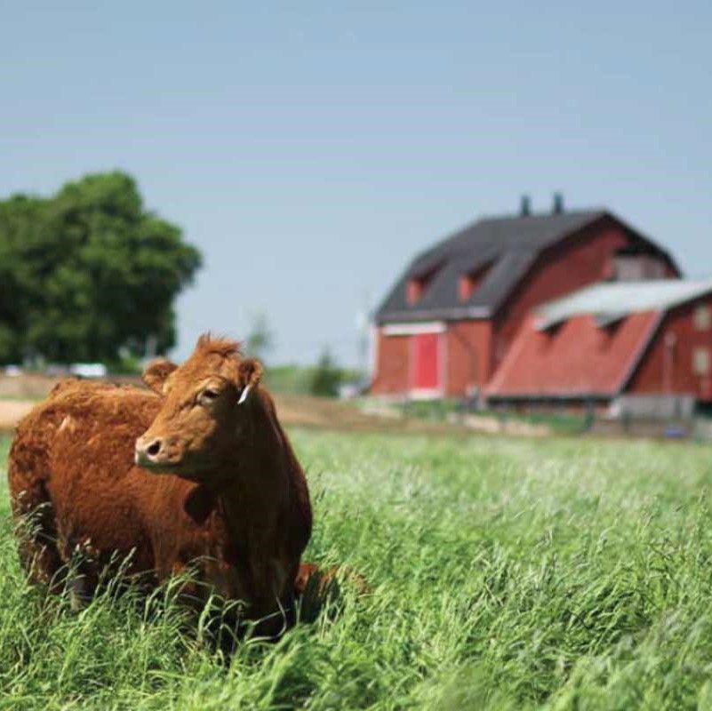 cow grazing in a pasture with a barn in the background