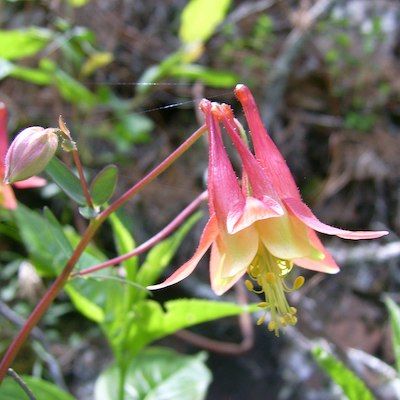 Close up of a pink wild Columbine flower with yellow centre, hanging down like a bell over moist soil