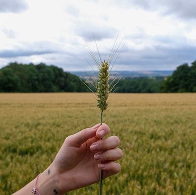 A person with light skin holds up a stalk of barley, with a golden field of early growing in the background under a cloudy sky