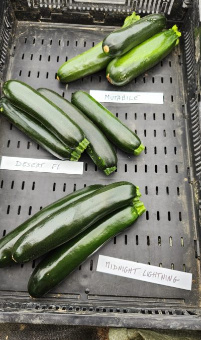 Seed Demonstration Garden Tour & Vegetable Variety Tasting