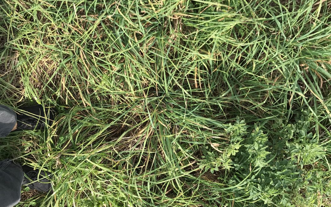 Alfalfa persistence in pastures: An exploratory study
