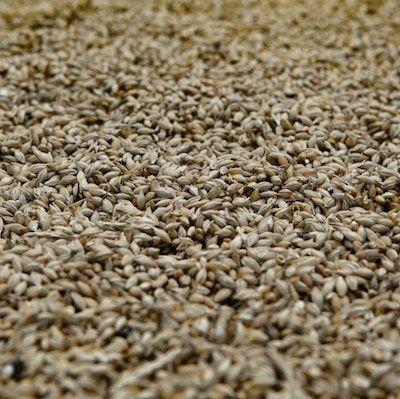 a pile of tan coloured small grains lays on a surface