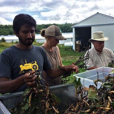 Three farmers stand outdoors sorting and cleaning seed