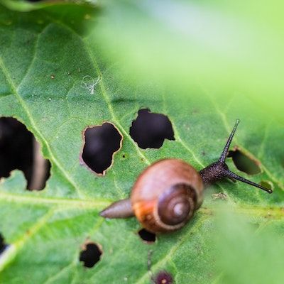 snail eating leaf