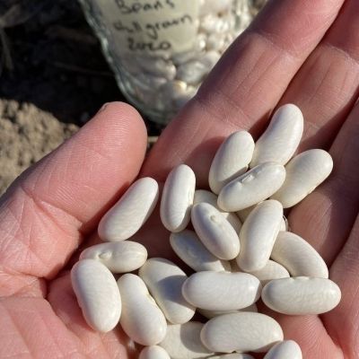 Why Regionally Adapted Seed Matters