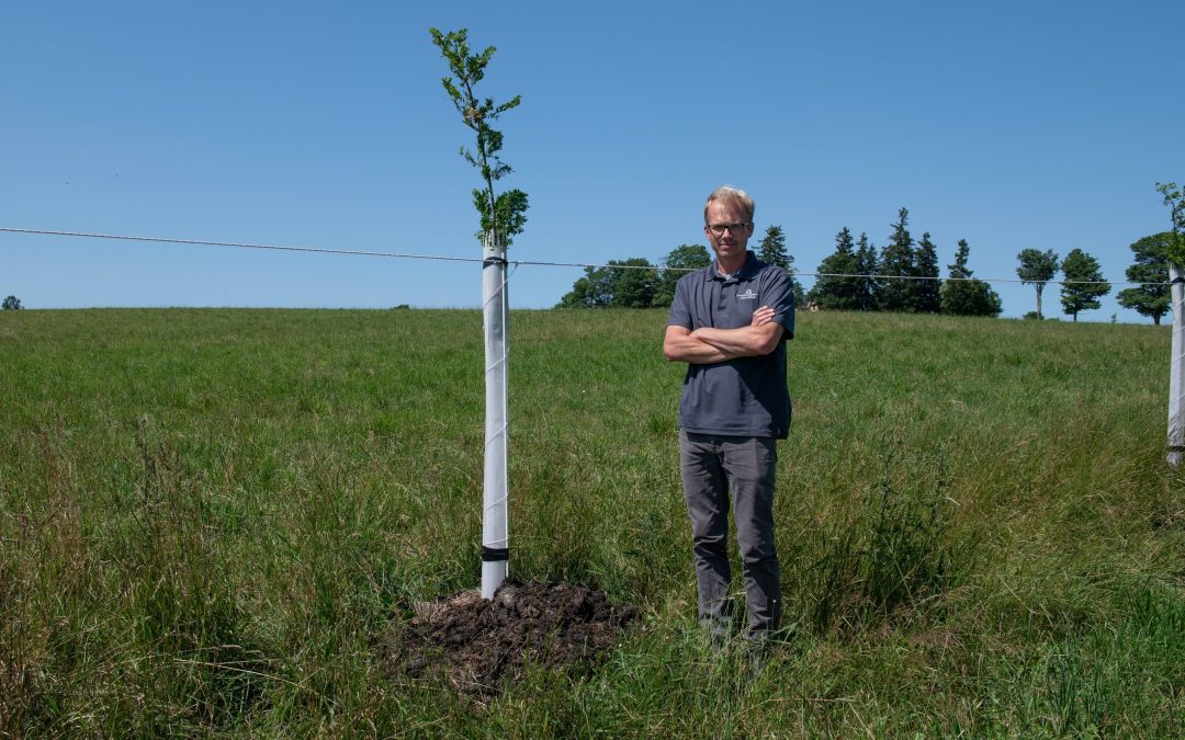 Pasture and Silvopasture Management at Belwood Hills Farm