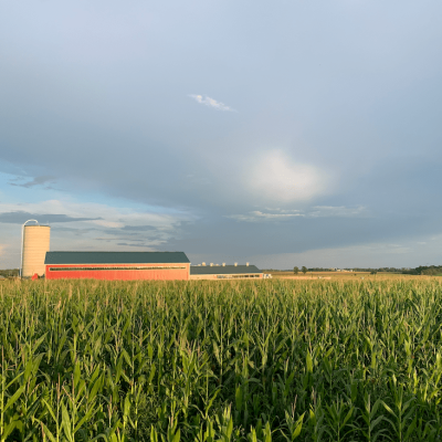 A green cornfield grows under a darkening sky with orange light thrown from the sunset