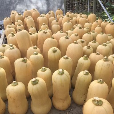 Tan-skinned butternut squashes, stood up with their stems to the sky, fill a storage area at Mount Wolfe farm