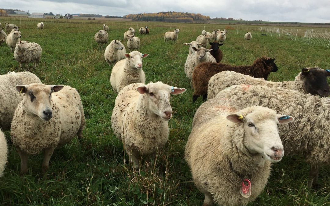Multi Species Regenerative Grazing with Up North Lamb Co.