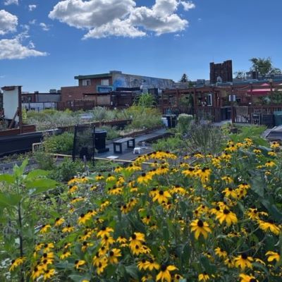 Growing Vegetables, Flowers & Community on The Carrot Green Roof and Garden