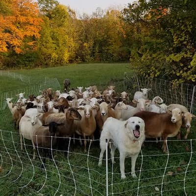 A flock of brown & white sheep stand behind a fluffy white Pyrenees dog, circled by a white fence with a green field and colourful fall trees in the background