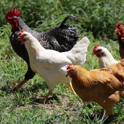 small flock of different types of chickens