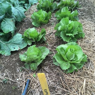 two rows of green lettuce grow next to a bluish green row of lettuce in a trial plot