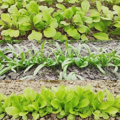 three rows of different salad greens growing in soil