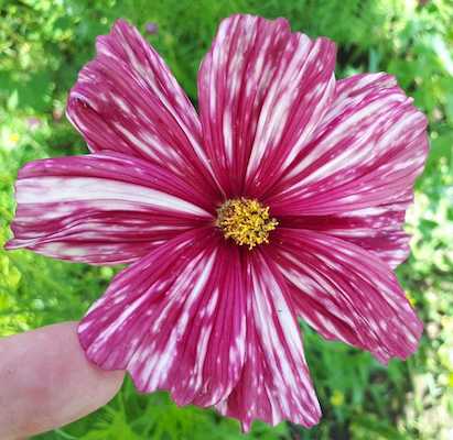 Communing with Cosmos