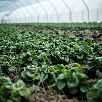 lettuce hoop house