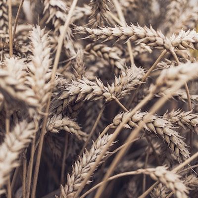 Brown, dry mature wheat seed heads in a field