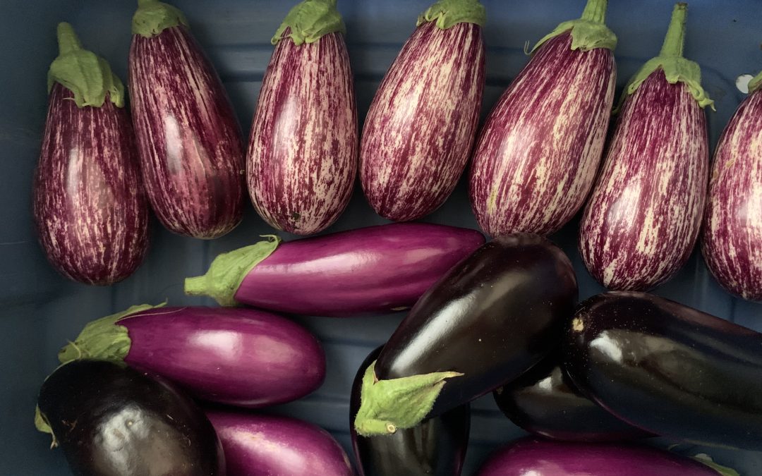 Italian eggplant variety trial