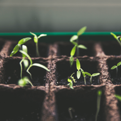 Farm Task Focus: Greenhouse Seeding