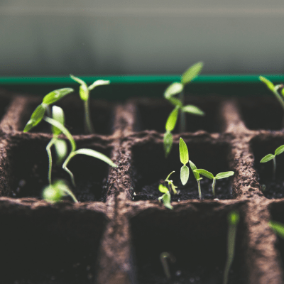 tiny tomato seedlings with pointed green leaves grow up out of brown trays of dark soil