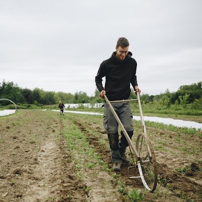 Person wheel hoeing in field