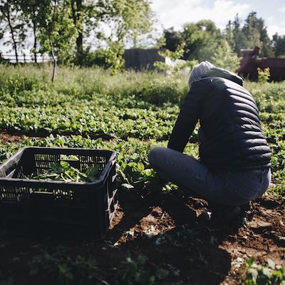 Early Season Harvesting and Post-harvest Handling