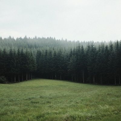 A field in front of a dark foggy forest