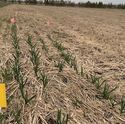 No-Till Vegetable Trials: No-Till Garlic