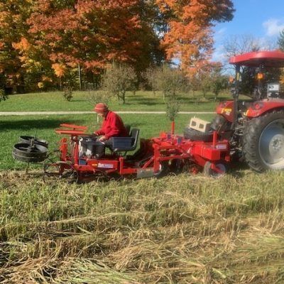 On a sunny autumn day a person sits on the back of a red tractor transplanter, planting seedlings into killed cover crop residue