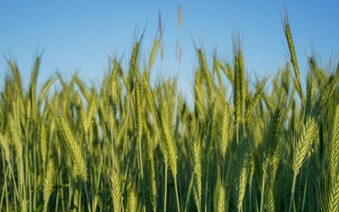 Small Grains Winter Webinar Series: Excellence in Wheat Growing