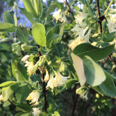 Field day at La Belle Vie Farm: Haskap Production