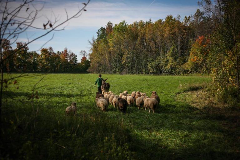 man herding sheep