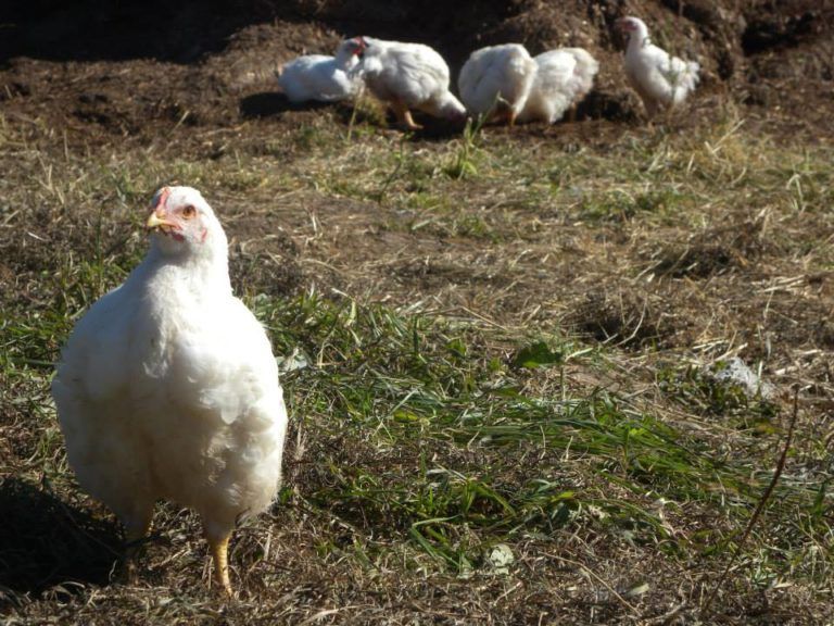 Pasture-Raised Chickens