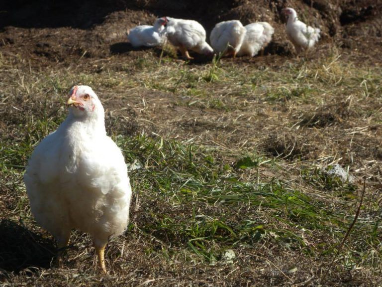 Pasture-Raised Poultry