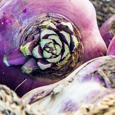 Close up of the top of a purple rutabaga whose greens have been trimmed