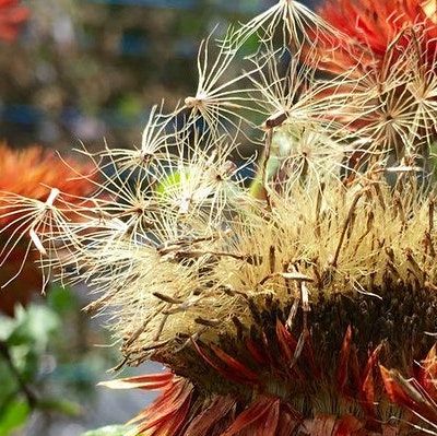 Close up of a fluffy flower seed head, with orange flowers in the background