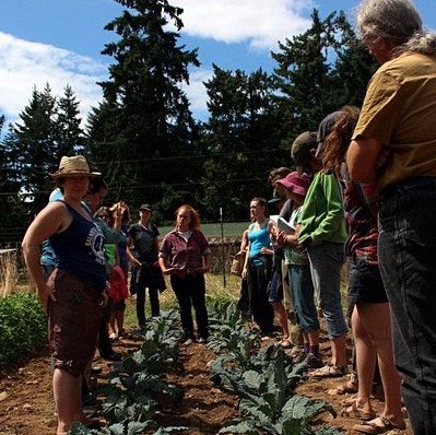 A group of growers stands around a bed of brassicas on a sunny day