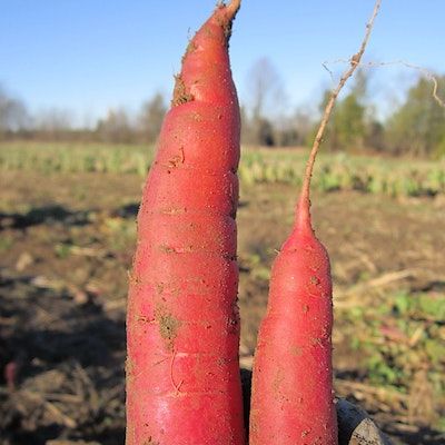 Two red carrots held up vertically under a sunny blue fall sky, with a browning field in the background