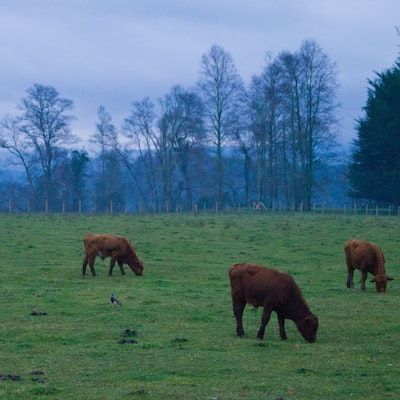 Calves grazing