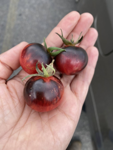 hand holding three lil black and red tomatoes
