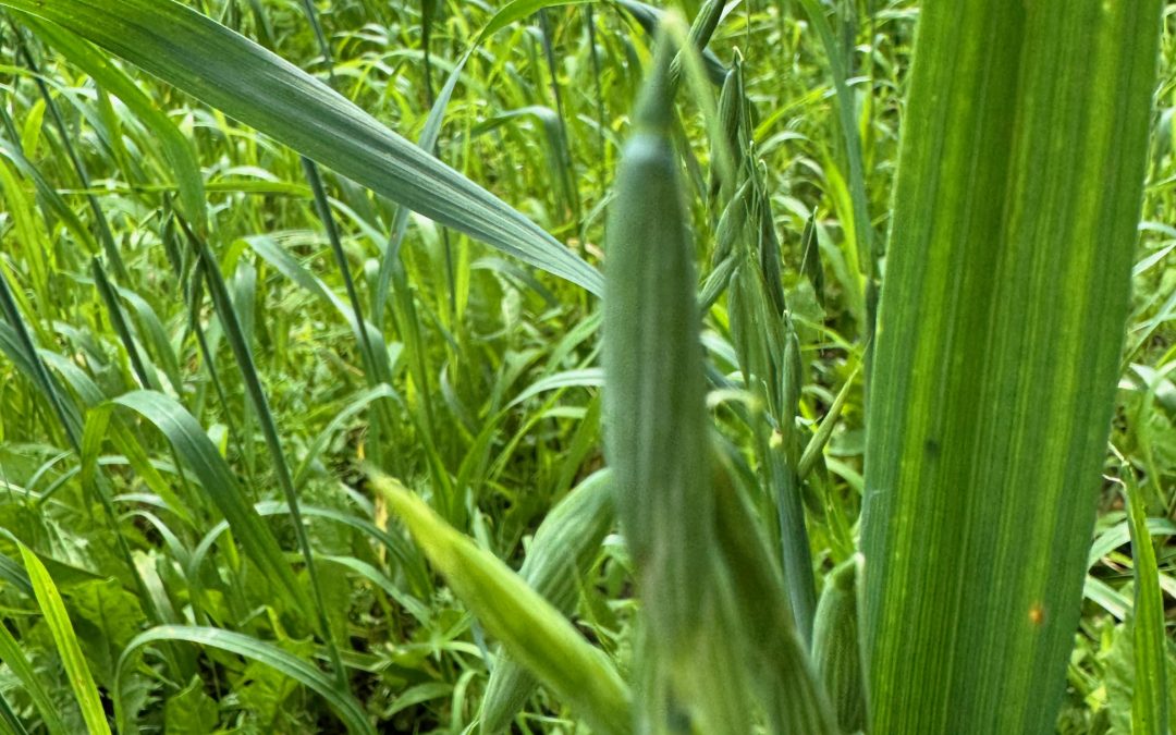 Hulless Oats Huddle